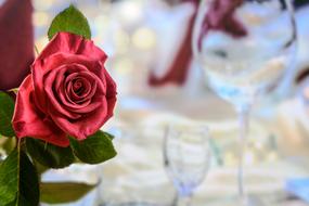 Dinner Red Rose Love