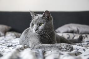 resting grey cat in bed