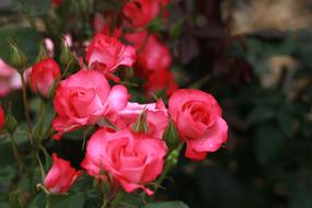 bright pink Flowers Nature Plants