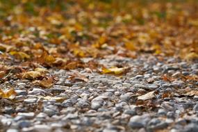 Autumn, fallen Leaves on ground