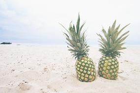 Beach ananas Food