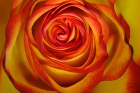 red and orange Rose, top view, macro
