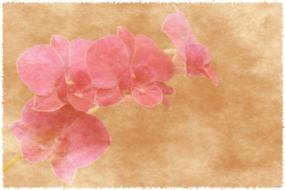 background greeting card flowers pink