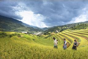 three asian women walking through rice field at scenic mountain landscape