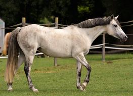 beautiful white horse on a green pasture