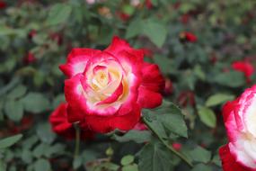 blooming Rose shrub in Garden