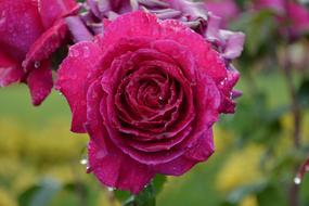 dew drops on pink rose flower
