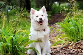 goodly Dog Puppy Lapphund
