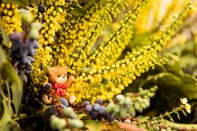 Bear Toy and yellow Flowers