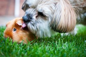friendship of a dog with guinea pig