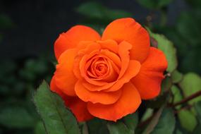 red Orange Nature flowers
