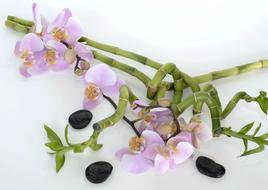 Orchid Flower and Bamboo Luck and black stone