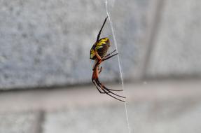 amazing Spider Bug Web