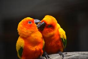 two orange tropical parrots kiss