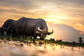 Buffalo Outside