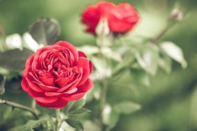 red roses on a bush close-up on a blurred background