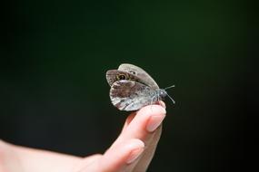 amazing Wall Fox Lasiommata