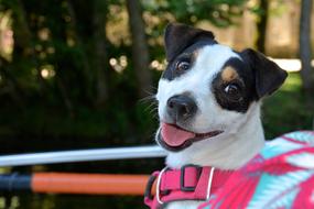 Jack Russel Dog Smile face