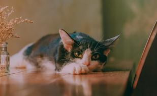 black and white cat sleeps on the table