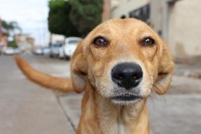 cute ginger stray puppy