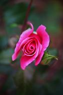 Pink Rose Autumn