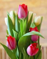 bunch of white and pink Tulips
