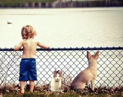 photo of a little boy, a cat and a dog near a metal mesh