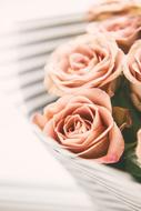 pink Flowers Rose Nature