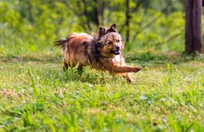 red doggy running on lawn