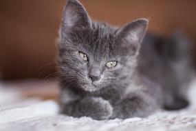 grey kitten rests on carpet