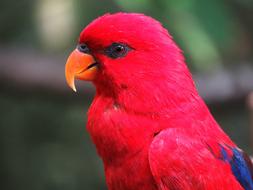Parrot Bird Macaw