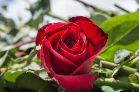 red rose on a bush in the garden on a blurred background