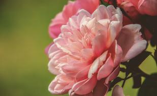 closeup picture of pink Rose Flower in Nature