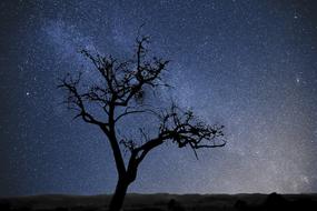 Silhouette of the tree at beautiful and colorful starry sky background