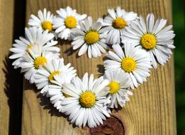 Heart Flowers Love white yellow