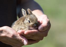 Rabbit Hare hands