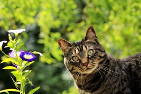 Cat Kitty and Flowers in garden