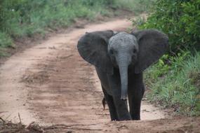 South Africa road elephant