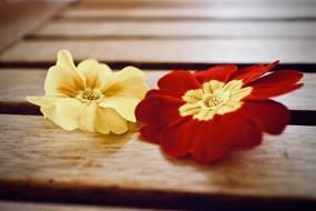 Spring Primroses Flower red gold