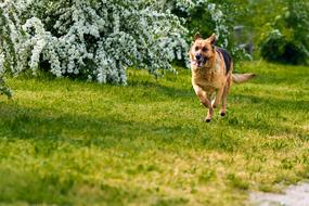 Cute, colorful and beautiful dog, running on the green and yellow field, among the colorful trees