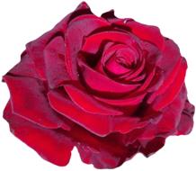 Cloe-up of the beautiful, blossoming, gradient, red rose flower, at white background