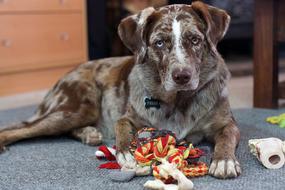 sad purebred dog on a blurred background