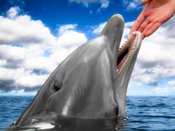 Cute and beautiful dolphin in the water, near the person's hands, at blue sky with white clouds on background