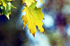 foliage Wood at sunlight