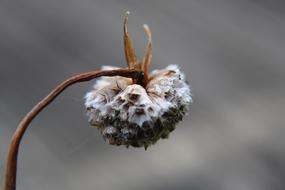 white Maritima Dried Flowers