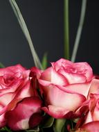 bouquet of two color roses close up