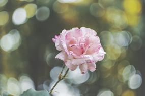 Flowers Rose Flora cute