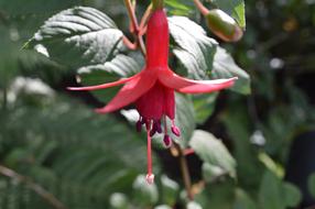 macro view of star Red Blossom