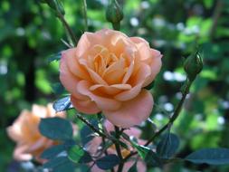Rose Orange on a bush in the garden on a blurred background