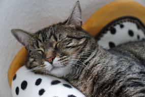 Cat Tiger grey sleep